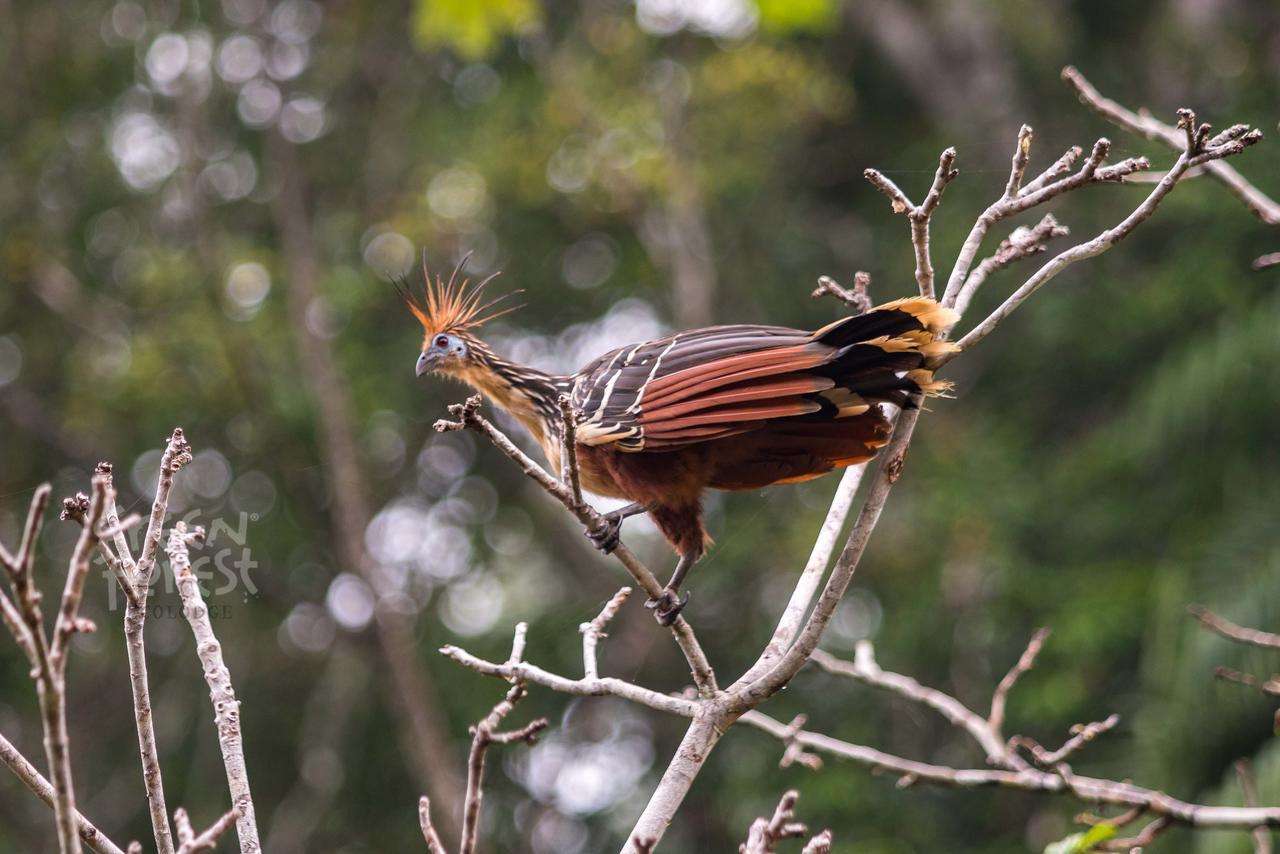 Green Forest Ecolodge Puerto Montufar Bagian luar foto