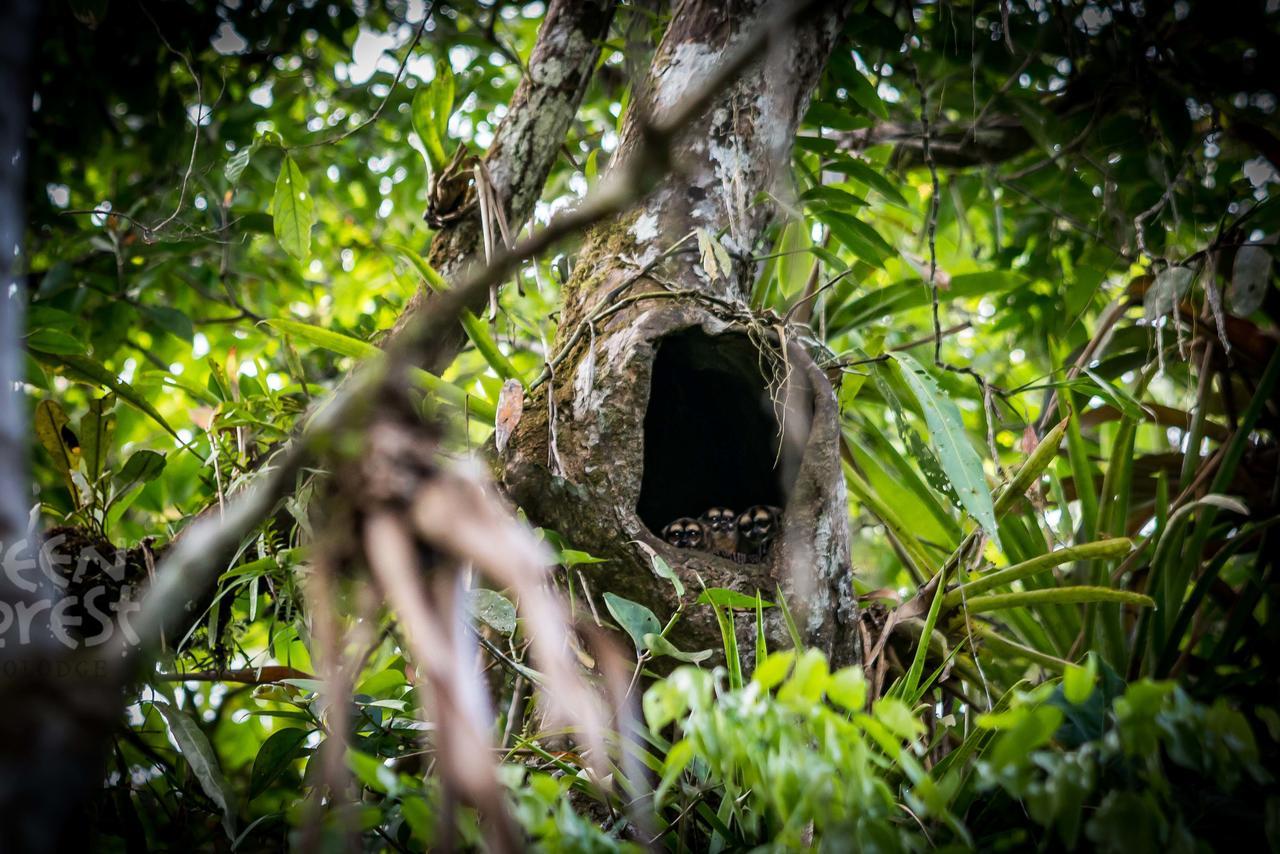 Green Forest Ecolodge Puerto Montufar Bagian luar foto