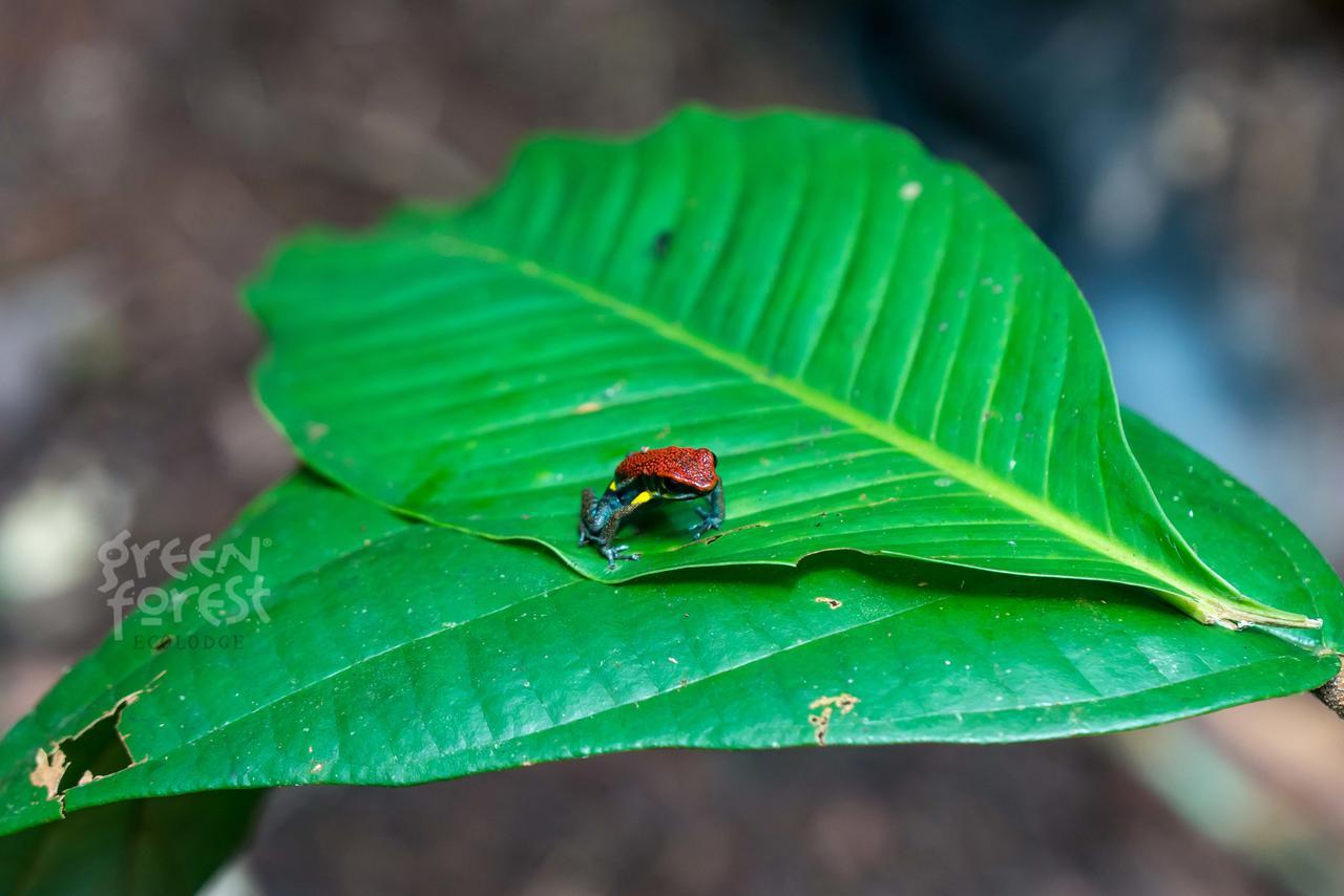 Green Forest Ecolodge Puerto Montufar Bagian luar foto