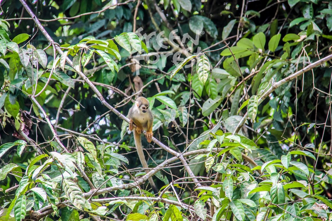 Green Forest Ecolodge Puerto Montufar Bagian luar foto
