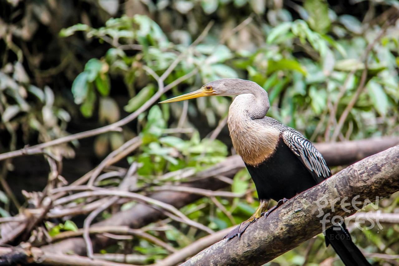Green Forest Ecolodge Puerto Montufar Bagian luar foto