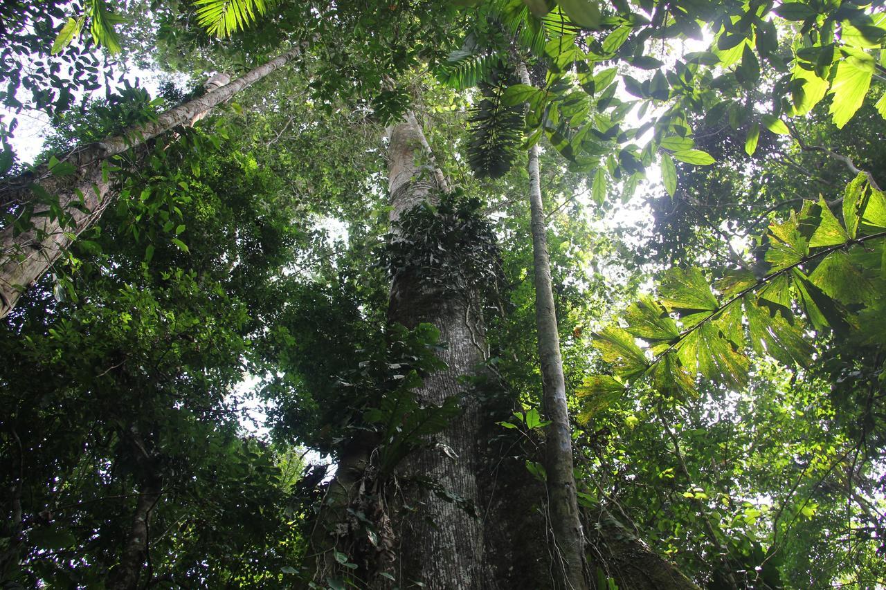 Green Forest Ecolodge Puerto Montufar Bagian luar foto