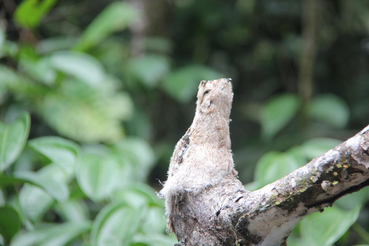 Green Forest Ecolodge Puerto Montufar Bagian luar foto
