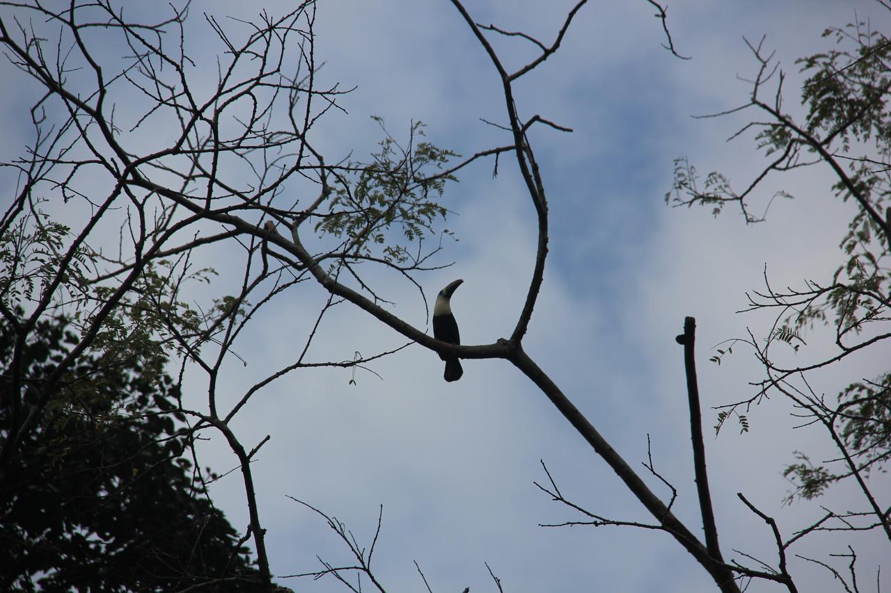 Green Forest Ecolodge Puerto Montufar Bagian luar foto