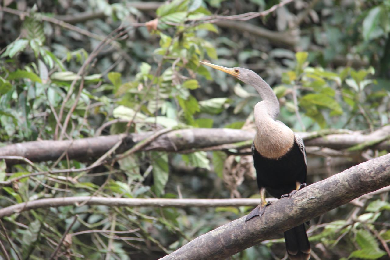 Green Forest Ecolodge Puerto Montufar Bagian luar foto