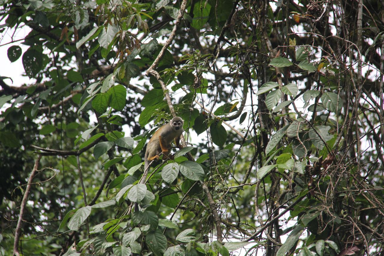 Green Forest Ecolodge Puerto Montufar Bagian luar foto
