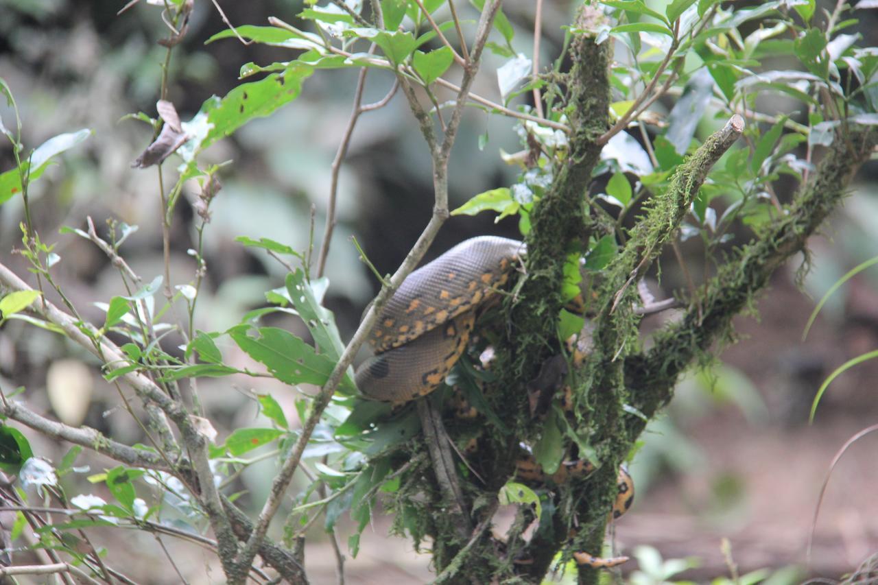 Green Forest Ecolodge Puerto Montufar Bagian luar foto